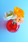 Drei Mohnblumen in einer roten Vase auf hellblauem Untergrund