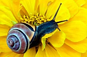 Schnecke mit Haus auf gelber Zinnienblüte