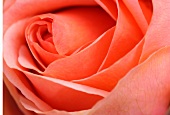 Salmon pink rose