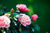 Flowering rose bush