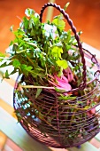 Fresh dandelions in a wire basket