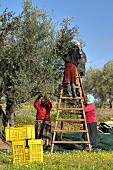 Olivenernte in Tunesien