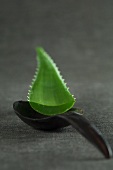 An aloe vera leaf on a wooden spoon