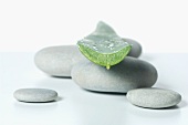 An aloe vera leaf on pebbles
