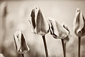 Black and white photograph of tulips