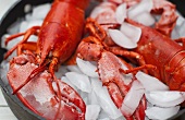 Boiled lobster on ice