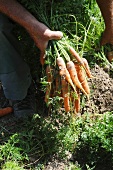 Mann erntet Karotten auf dem Feld