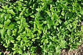 Lemon balm growing in the field (view from above)