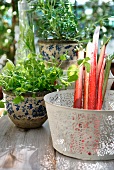 Rhubarb and herbs in pots on a table outdoors