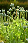 Field of poppy seed heads