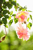 Zart pinkfarbene Blüten einer Kletterrose (New Dawn) im Gegenlicht