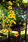 Gelb blühende Petunien in einem Garten