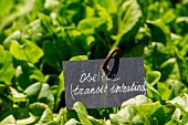 Sorrel in the garden with label (digestive)