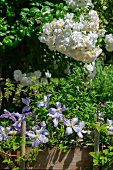 A flowering bush, flowering herbs and climbers in the garden
