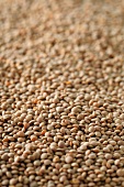 Lots of lentils (view from above)