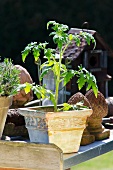 Tomato plant in a terra cotta pot on a metal surface