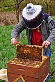 A bee-keeper wearing a bee-keeper's hat checking the honeycombs