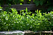 Peppermint growing in a bed
