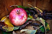 Frisch geernteter Apfel und Herbstblätter