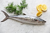 Whole Fresh Mackerel on Marble with Lemon and Dill