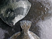 Two turbots on a stone surface