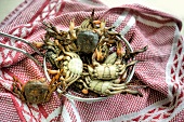 Blue crabs in a colander on a cloth