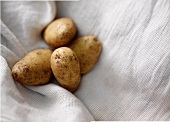 Vier Kartoffeln auf Mulltuch