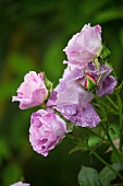 Blühende rosa Rosen im Garten (Close Up)