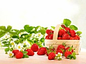 Fresh strawberries with leaves, flowers and a woodchip basket