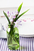 Squill flowers and leaves in small green bottle as table decoration