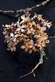 Dried hydrangea and twig covered in lichen