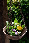 Verschiedene Frühlingskräuter und Blüten in einer aufgehängten Metallschale im Garten