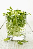 Fresh watercress in a glass