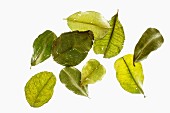 Several kaffir lime leaves