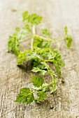 Fresh chervil on wooden background