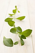Fresh stevia leaves