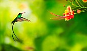 Kolibri im Anflug auf eine Blume