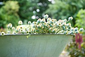 Many poppy seed pods in zinc tub in garden