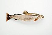 Arctic char on a white surface