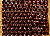 Champagne fermenting in bottles according to the champenoise method