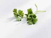 Coriander on a white surface