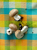 Fresh brown mushrooms with soil on a checked cloth