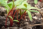 Chard plants growing in the soil