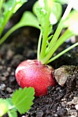 Radishes in the ground