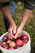A Man Rinsing Fresh Picked Apples in a Bucket of Water