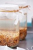 Wheat grains in sprouting jars