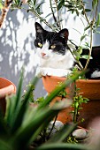 View of cat in terracotta pot seen through leaves