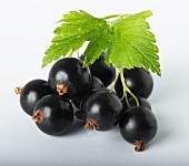 Blackcurrants with leaves against a white background