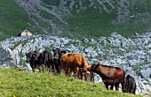 Angus-Rinder auf der Alp im Kanton Nidwalden, Schweiz