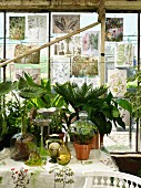 Blätter mit Botanik-Abbildungen an den Fenstern eines Gewächshauses und mit Glashauben arrangierte Topfpflanzen auf einem Tisch